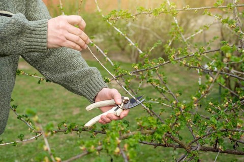 Caucasian gardener pruning plants at backyard spring time