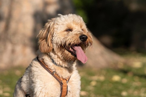 Goldendoodle (Portrait)
