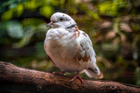 A african collared dove (Streptopelia roseogrisea) sits on a branch in the green forest. The