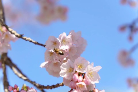 Close-up of a bee in flight pollinating cherry blossoms with blue sky in the background