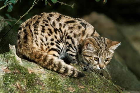 Black-footed cat (felis nigripes), adult
