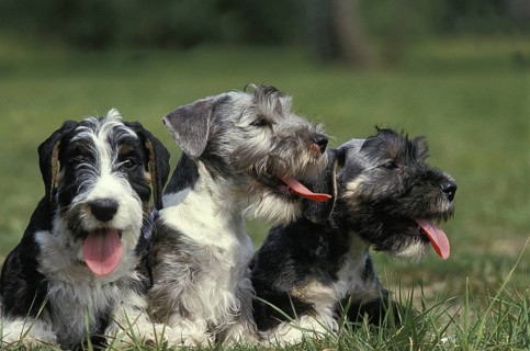 Czech terriers, Cesky terriers, pedigree dogs, terriers, pet dogs, pets, mammals, animals, Cesky