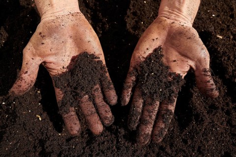 Farmer man hands dirty on substratum of urban garden orchard