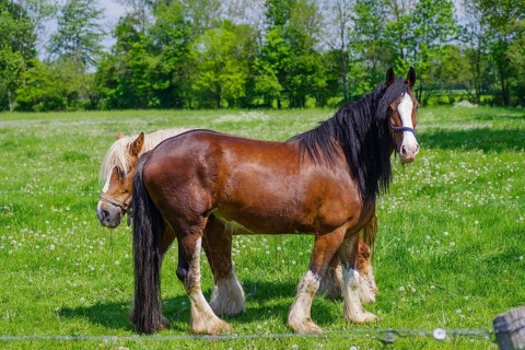 Two belgian heavy draft horses