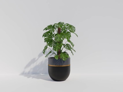 Monstera plant in a sleek black pot against a minimalist white background
