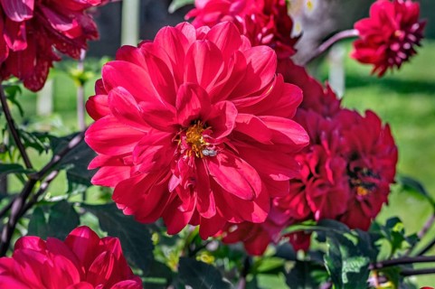 Dahlias (Apis), Allgäu, Bavaria, Germany, Europe