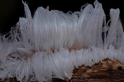 Hair ice fruiting bodies white wavy ice needles on tree trunk