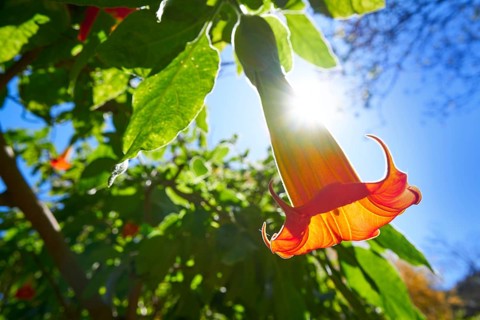 Flower Brugmansia sanguinea Angels trumpets common name