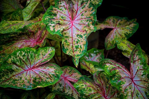 Leaves of colorful caladium, latin name caladium bicolor, also called Heart of Jesus