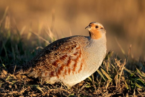 Close Up Partridge Evening Light Saskatchewan Canada