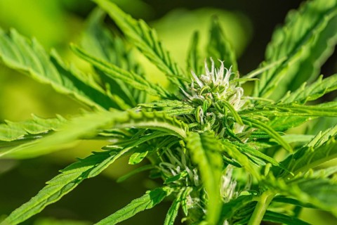 Female feminized cannabis marijuana plant in early flowering stage