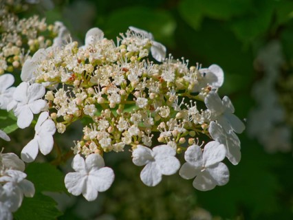 Guelder rose (Viburnum opulus), close-up
