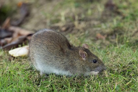 Norway rat sitting in green grass looking right