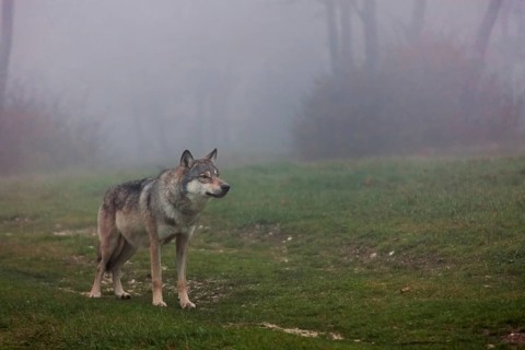 Wolf standing in a field in autumn