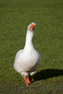 Norman domestic goose, a French breed from Normandy, male