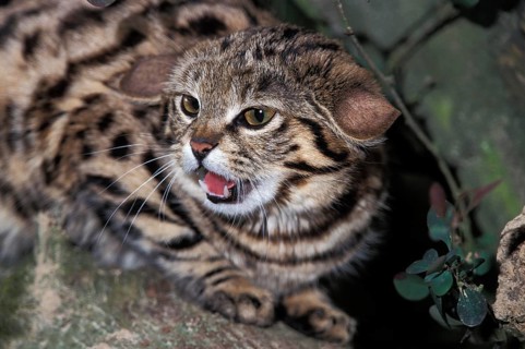 Black-footed Cat (felis nigripes), Snarling
