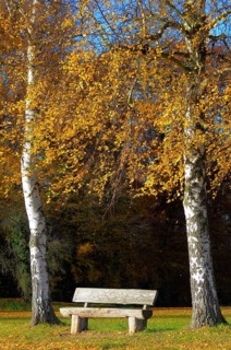 Birch tree in autumn colour, wooden bench