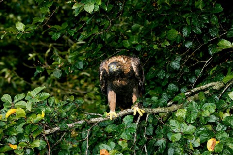 Golden Eagle (aquila chrysaetos), Adult standing on Branch