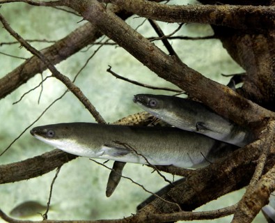 Common Eel or European Eel (anguilla anguilla)