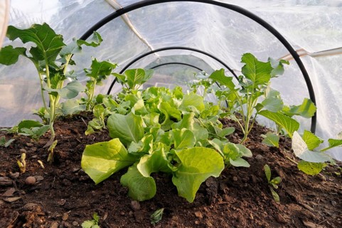 Cold frame with lettuce, cold frame, foil tunnel