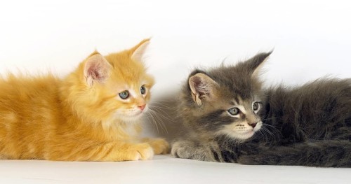 Blue Blotched Tabby, and Cream Blotched Tabby Maine Coon, Domestic Cat, Kittens against White