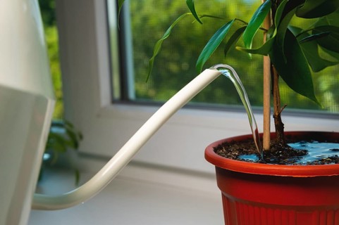 A gardener who is not visible is watering a houseplant in a pot on a windowsill in a house,