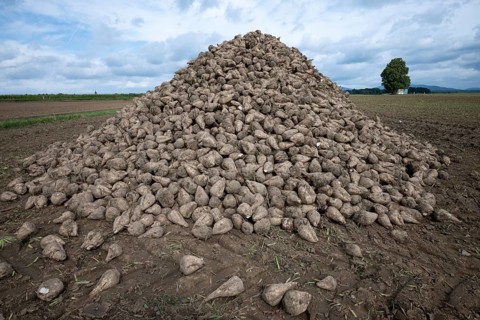 A pile of sugar beet (Beta Vulgaris) lies in the field after harvesting ready for transport to the