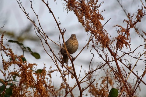 Blackbird (Turdus merula) surrounded by dry branches in winter landscape, Wismar-Kluß pond area,
