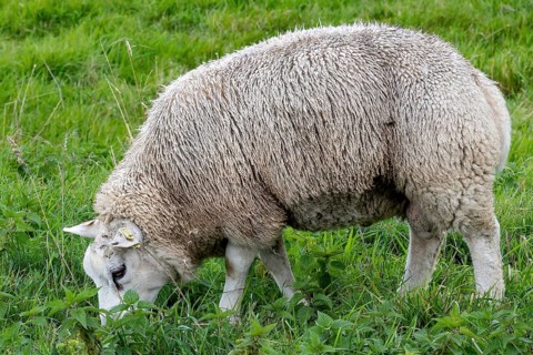 Sheep in the field