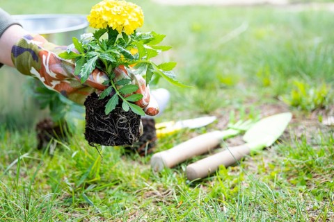 Yellow and orange marigold seedlings with roots are prepared for planting in the open ground in