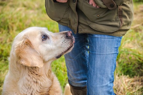 Detail eines älteren Golden Retrievers, der um ein Leckerli bettelt