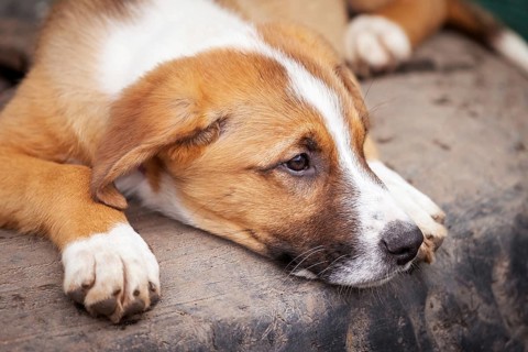 Small red and white dog puppy with sad eyes in the shelter for adoption