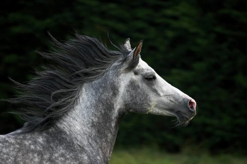 Arabian Horse, Adult with Mane in the Wind