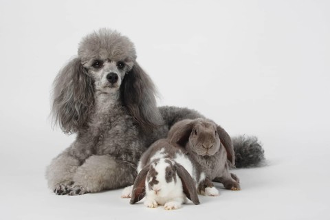 Small poodle, silver, and Rex dwarf ram, lilac-white and lilac, 14 weeks, Rex dwarf ram, ram