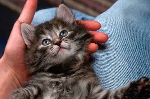 Norwegian Forest Cat, kitten, 6 weeks, lying on lap, Norwegian Forest Cat, kitten, 6 weeks,
