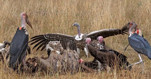 African White Backed Vulture (gyps africanus), Ruppell's Vulture, gyps rueppelli, Lappet Faced