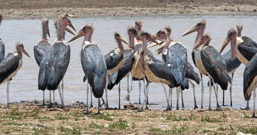 Marabou Stork (leptoptilos crumeniferus), Group near Water, Nairobi Park in Kenya