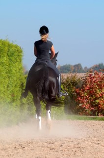 Rider and Westfalian warmblood, black horse, dressage training, Westfalian warmblood, German
