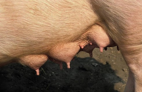Large White Domestic Pig, Close up of Teats