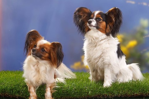 Papillons, Bitches, Mature and 8 Months, Young Dog, Butterfly Doggy, Continental Dwarf Spaniel