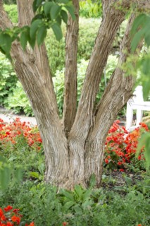 Seven Sons of Heaven shrub (Heptacodium miconioides), Anchers Havecentre, Munich, Bavaria, Germany,