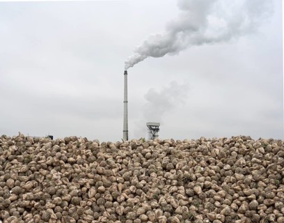 Sugar beet (Beta Vulgaris) as a beet bunker lying on a long pile in the field in front of the