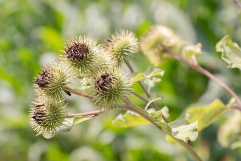 Greater burdock (Arctium lappa), close-up of fruit stand, Velbert, North Rhine-Westphalia, Germany,