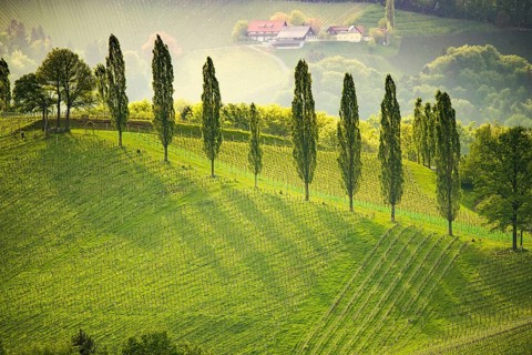 South styria vineyards landscape, near Gamlitz, Austria, Eckberg, Europe. Grape hills view from