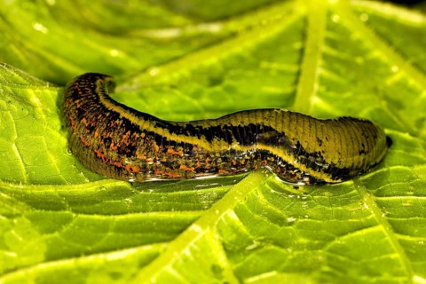 Medicinal leech (Hirudo medicinalis) covered with blood lying on a green leaf