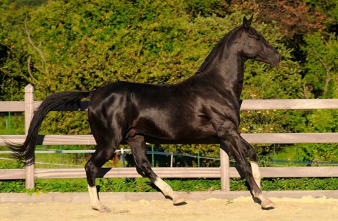 Achal-Tekkiner, stallion, black stallion, lateral