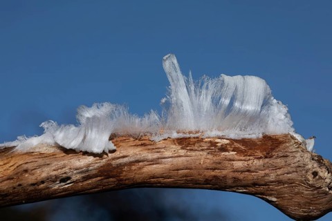 Hair ice fruiting bodies white wavy ice needles on branch in front of blue sky