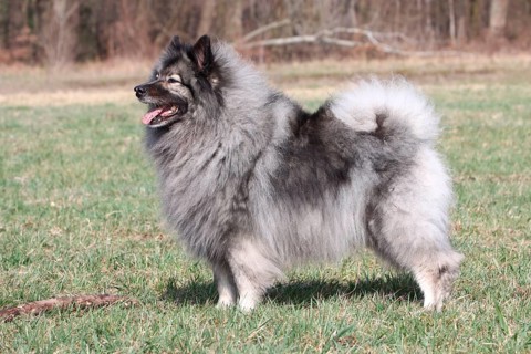 Wolfsspitz, Wolfspitz, lateral
