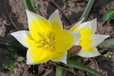 Wilde Tulpe (Tulipa sylvestris)
