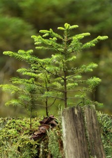 A small tree grows on an old tree stump - new things come into being old things pass away. A small